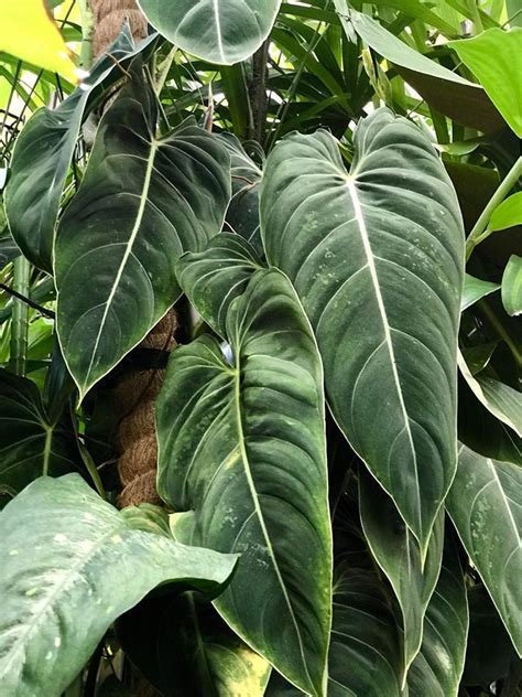 We did not find results for: PlantFiles Pictures: Philodendron Species, Black Gold Philodendron (Philodendron melanochrysum ...