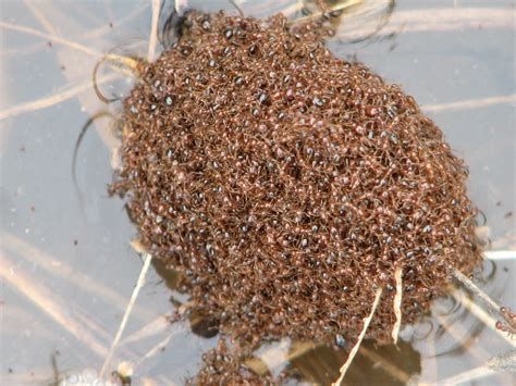 Invasive species, any nonnative species that significantly modifies or disrupts the ecosystems it colonizes. Invasive Species, National Parks, and You (U.S. National ...