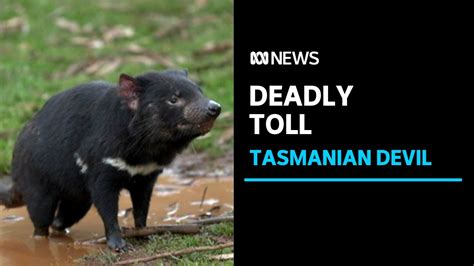 Deadly Face Cancer Takes Toll On Tasmanian Devil Populations Research