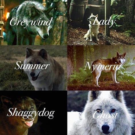 Stark Wolves Game Of Thrones Wolves Game Of Thrones Ghost Game Of