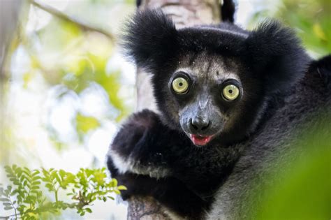 Most Amazing Wildlife To See In Madagascar