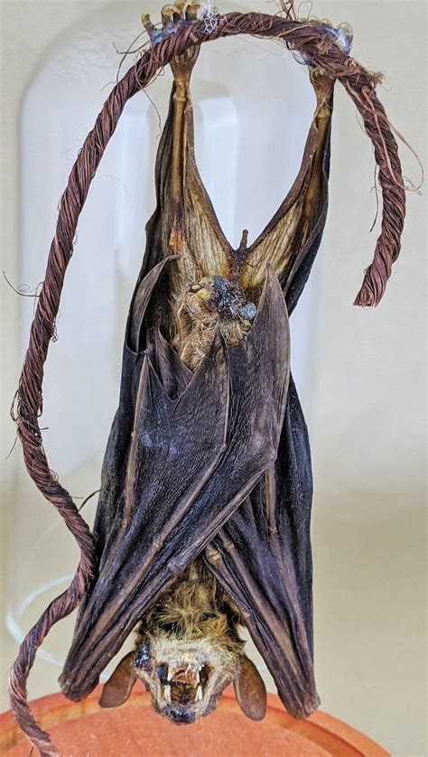 W70 Taxidermy Real Hanging Bat Glass Dome Display Male Well Etsy