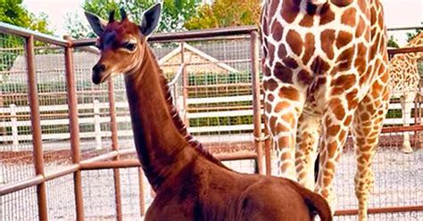 The Rare Giraffe Born Without Spots Now Has A Name