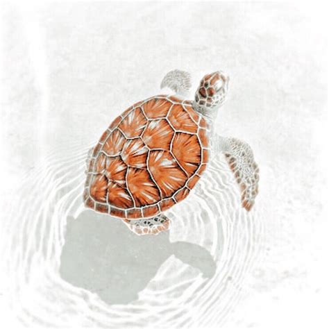 Pin By G I G I ఌ On Animal Pfp Sea Shells Animals Turtle