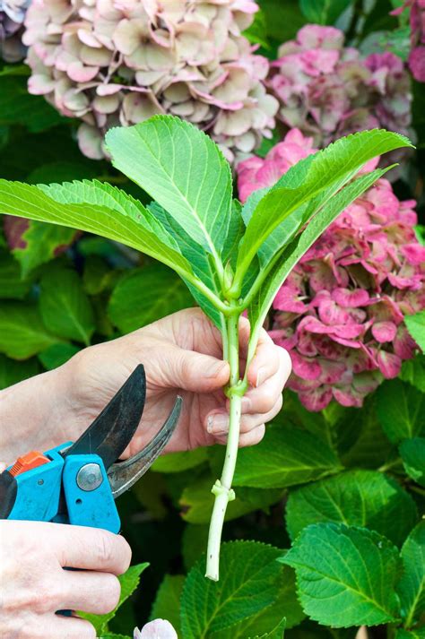 How To Grow Hydrangeas From Cuttings