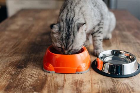 A Comprehensive Guide To The Best Gluten Free Cat Food Mellowed Cats
