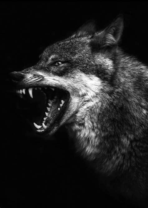 Pin By Chrissy Yitzhary On Full Moon Lovers Angry Wolf Wolf Poster