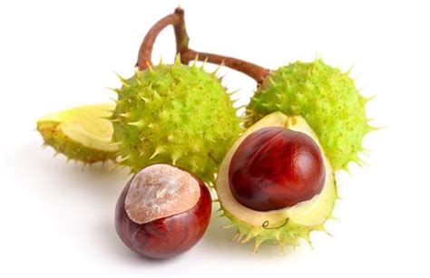 Horse Chestnut Seed Lifeseasons Natural Health Supplements