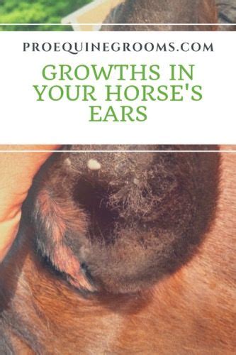 Health Tips Health Care Equus Ferus Caballus Horse Ears Plaque