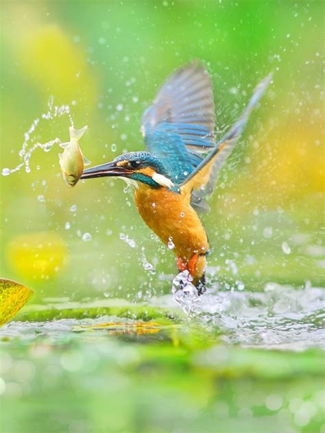 We did not find results for: Birds Phone Wallpapers - Wallpaper Cave