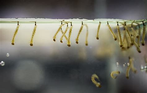 What Eats Mosquito Larvae In An Outdoor Water Feature Tuxedo Mosquito