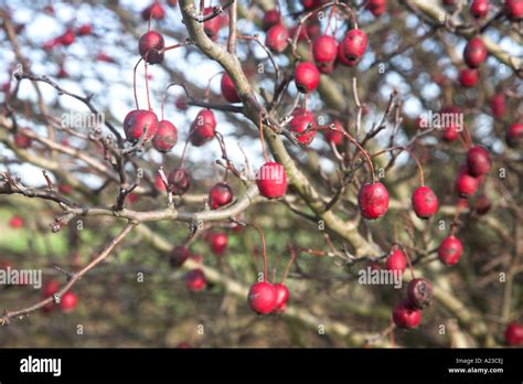 Red Berries On Hawthorn Tree In Winter Stock Photo Alamy