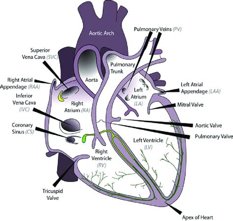 1 A Schematic Presentation Of The Anatomy Of The Heart Common