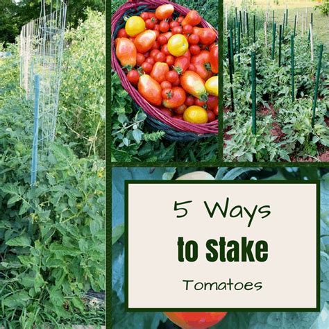 5 Ways To Stake Tomatoes The Free Range Life