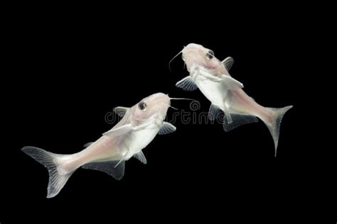 Albino Catfish Pangasius Hypophthalmus On Black Stock Photo Image Of