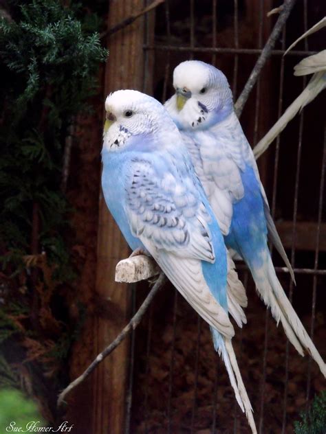 Sky Blue And Coblt Spangle Budgies Pet Birds Pet Birds Parrots Cute