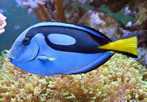 Regal Tang Fishes World HD Images & Free Photos