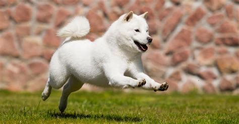 Hokkaido Dog Breed Complete Guide Az Animals