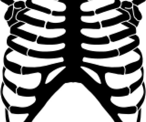 Rib Cage Png Transparent Images Skeleton Rib Cage Clipart Png Download