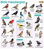 List of Common Birds Found in Washington – Facts with Pictures