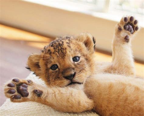 Los 40 Animales Más Tiernos Del Mundo ¡no Te Lo Pierdas Cute Baby