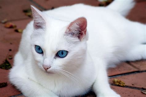 Clara - poils blancs, yeux bleus - LE BLOG-NOTES D'ANTIOCHUS
