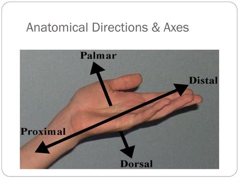 Ppt Dissection Terminology Powerpoint Presentation Id2284827