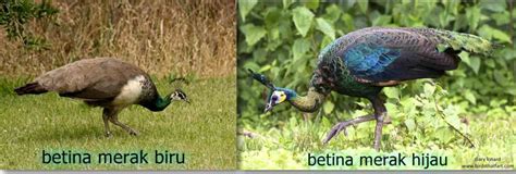 Online mapburung merak map & directions. Perbedaan Merak Biru Dengan Burung Merak Hijau ...