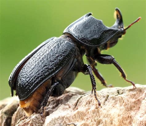 Up Up And Away Rhinoceros Beetles Leaving Their Stump Ray Cannons