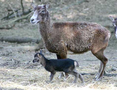Bébé Animaux Bébé Mouflon1
