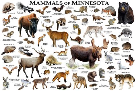 Mammals Of Minnesota Poster Print Minnesota Mammals Field Etsy