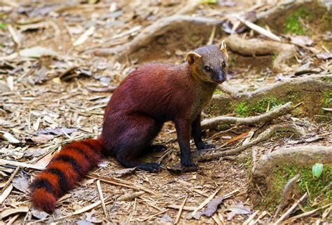 Meet The Euplerids The Strange Carnivores Of Madagascar Interesting