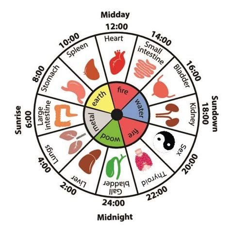 The Feng Shui Body Clock Time And Your Zodiac Sign Physical And