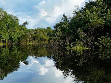 Premium Photo Amazon River In The Rainforest