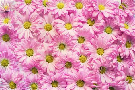 Selected Flower Desktop Background Free You Can Save It Free Aesthetic Arena