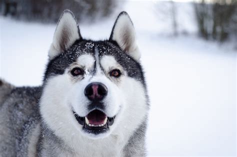 The Top 9 Best Siberian Husky Breeders In Ontario