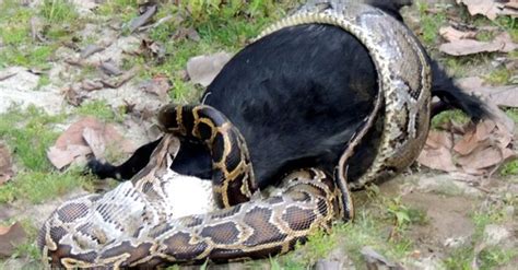 Watch Stomach Churning Moment Snake Devours Fully Grown Animal Python
