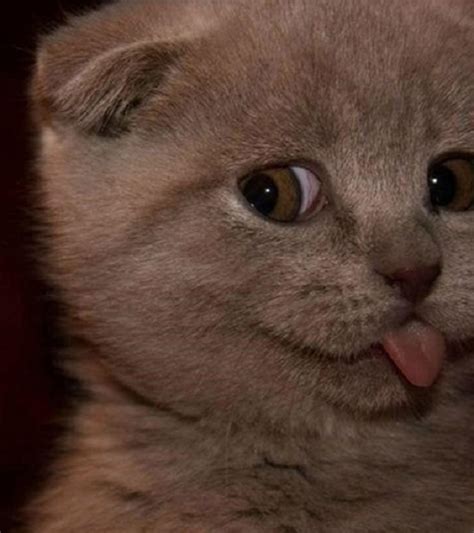 16 Hilarious Pictures Of Cats Making Weird Faces We Love Cat And Kittens