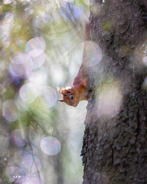 How A Wildlife Photographer Rescued Four Baby Red Squirrels Petapixel