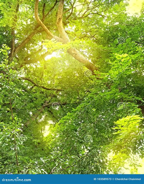 Landscape View Of Green Leaves With Branches And Sunlight Nature Stock