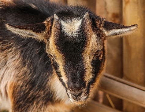 Hd Wallpaper Close Up Photography Of Black White And Brown Goat Kid