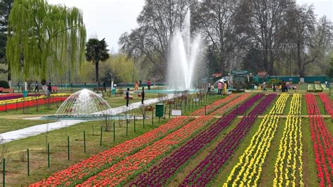 Srinagars Siraj Bagh Asias Largest Tulip Garden Opens For Tourists