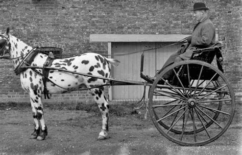 12 Common Types Of Horse Drawn Carriages