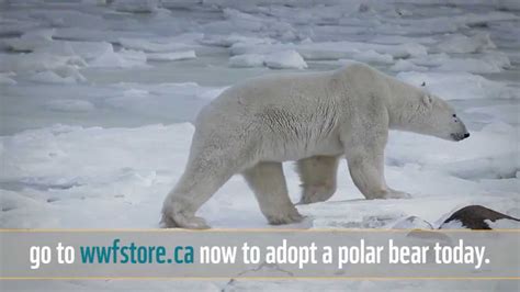 Wwf Canada Polar Bear Adoption Youtube