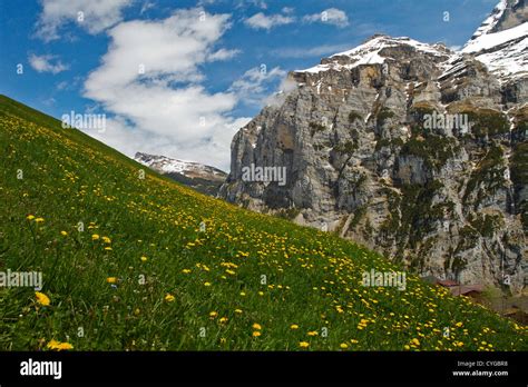 Yellow Flowers On Grassy Slope Gimmelwald Switzerland Stock Photo Alamy