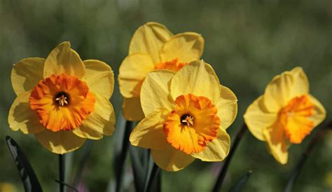 Free Picture Daffodil Yellow Flower Narcissus Nature Plant Blossom