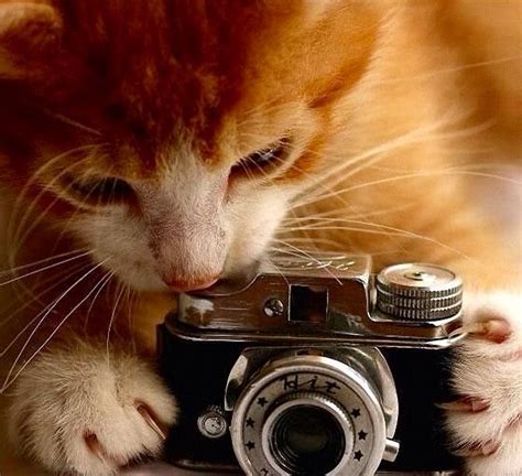 An Orange And White Cat Laying On Top Of A Camera Next To A Caption