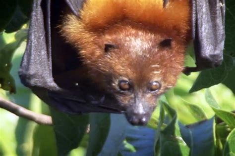 Flying Fox Giant Bats Of The Zanzibar Island Coral Reef Habitat Mixed