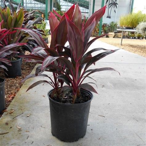 Tropical plants for florida unique trees & plants up to 50% off! Red Sister, Hawaiian Ti Plant, Good Luck Plant, Cordyline ...