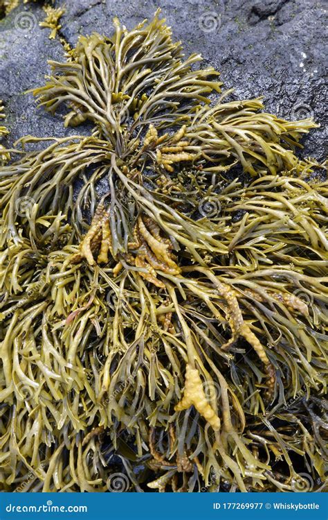 Channelled Wrack Seaweed Stock Image Image Of Brown 177269977